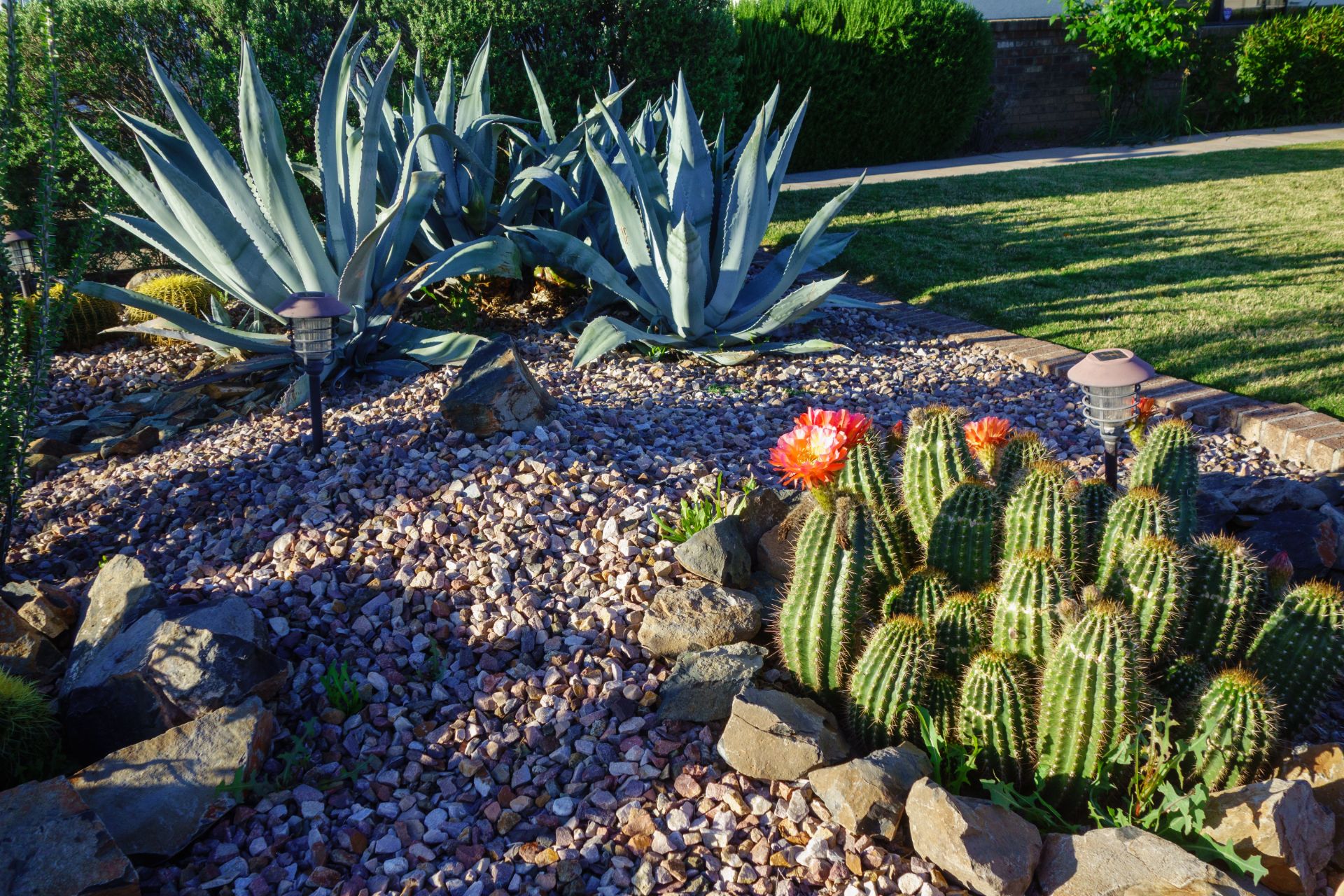 Succulents and cactus in a rock garden